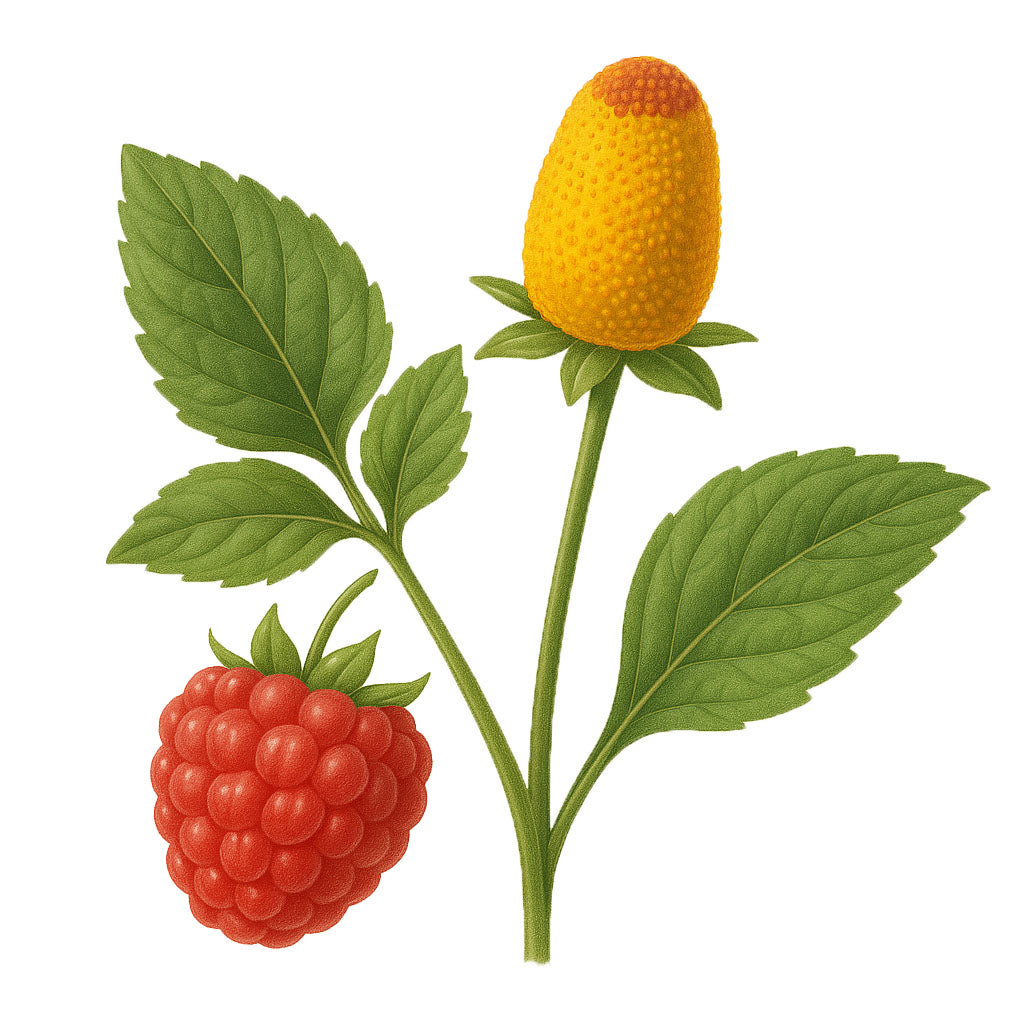 SipEase - Berry Bramble