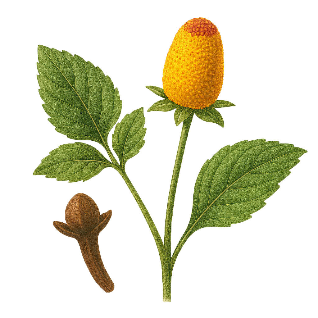 SipEase - Clove Blend